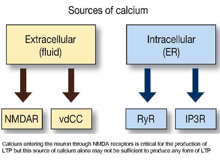 Calcium entering the neuron through NMDA receptors is critical for the production of LTP