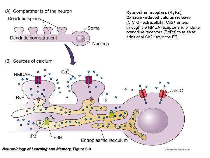 Ryanodine receptors (Ry. Rs) Calcium-induced calcium release (CICR) - extracellular Ca 2+ enters through