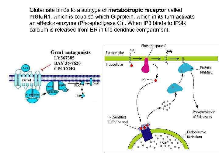 Glutamate binds to a subtype of metabotropic receptor called m. Glu. R 1, which