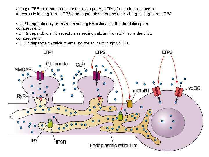 A single TBS train produces a short-lasting form, LTP 1; four trains produce a