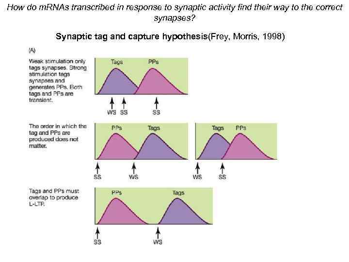 How do m. RNAs transcribed in response to synaptic activity find their way to