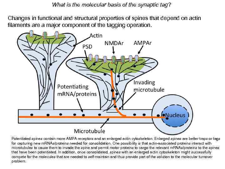 What is the molecular basis of the synaptic tag? Changes in functional and structural