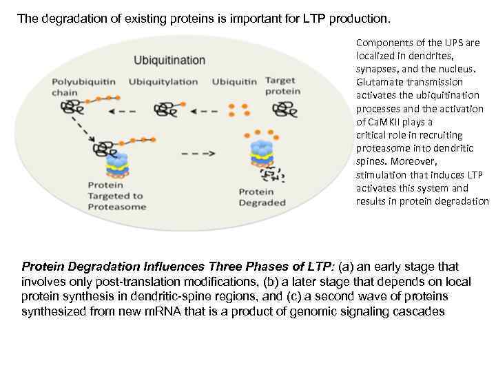 The degradation of existing proteins is important for LTP production. Components of the UPS