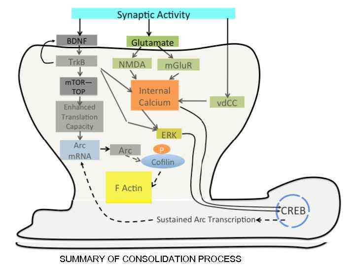 SUMMARY OF CONSOLIDATION PROCESS 