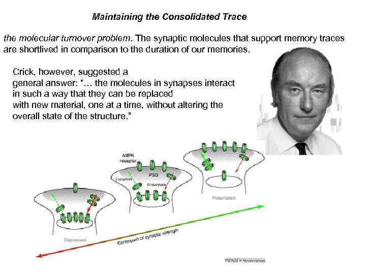 Maintaining the Consolidated Trace the molecular turnover problem. The synaptic molecules that support memory