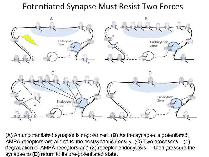 (A) An unpotentiated synapse is depolarized. (B) As the synapse is potentiated, AMPA receptors