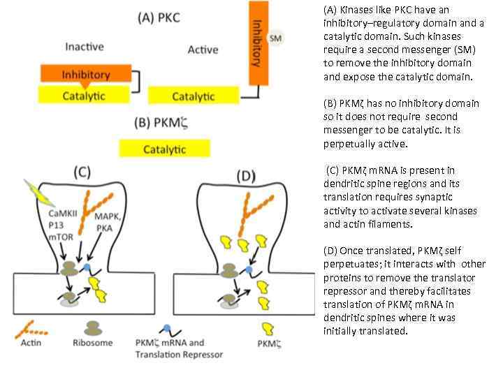 (A) Kinases like PKC have an inhibitory–regulatory domain and a catalytic domain. Such kinases