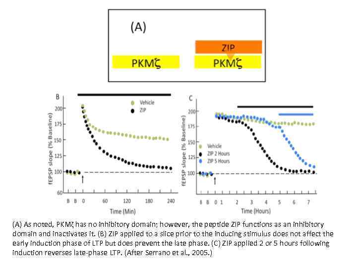 (A) As noted, PKMζ has no inhibitory domain; however, the peptide ZIP functions as