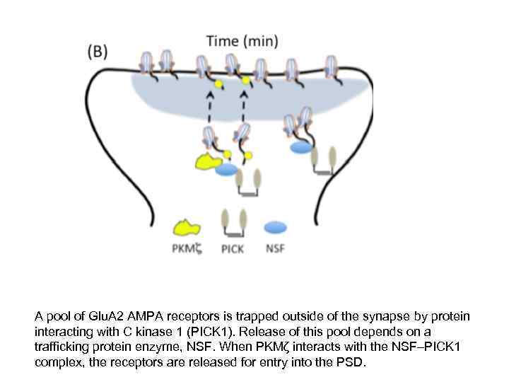 A pool of Glu. A 2 AMPA receptors is trapped outside of the synapse