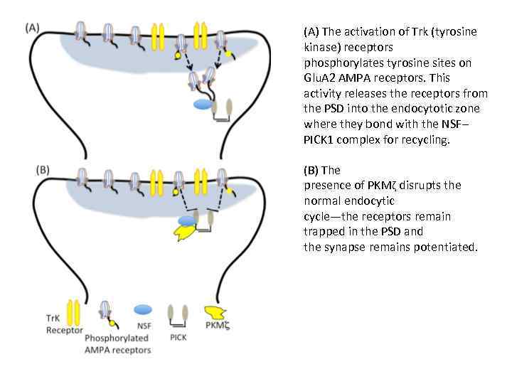 (A) The activation of Trk (tyrosine kinase) receptors phosphorylates tyrosine sites on Glu. A