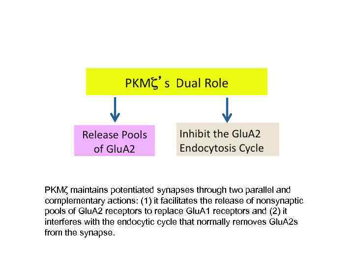 PKMζ maintains potentiated synapses through two parallel and complementary actions: (1) it facilitates the