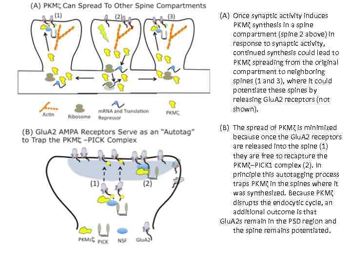 (A) Once synaptic activity induces PKMζ synthesis in a spine compartment (spine 2 above)