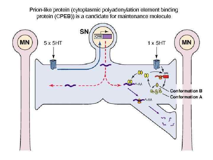 Prion-like protein (cytoplasmic polyadenylation element binding protein (CPEB)) is a candidate for maintenance molecule