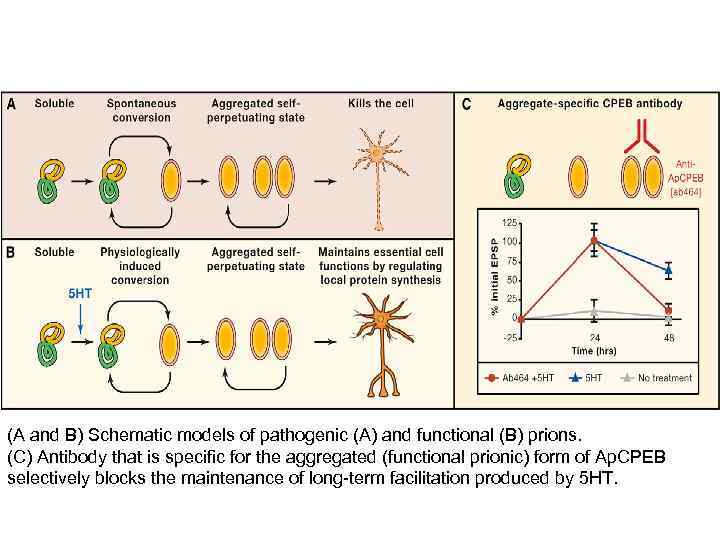 (A and B) Schematic models of pathogenic (A) and functional (B) prions. (C) Antibody