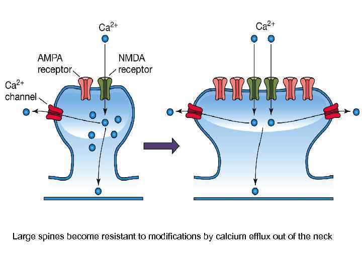 Large spines become resistant to modifications by calcium efflux out of the neck 