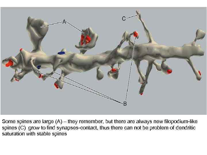 Some spines are large (A) – they remember, but there always new filopodium-like spines