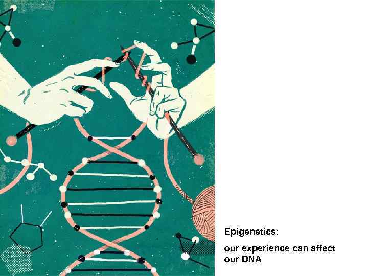 Epigenetics: our experience can affect our DNA 