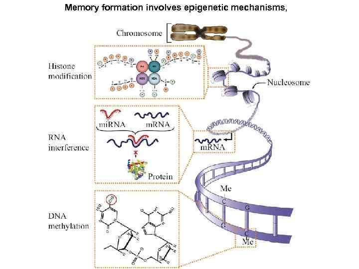 Memory formation involves epigenetic mechanisms, 