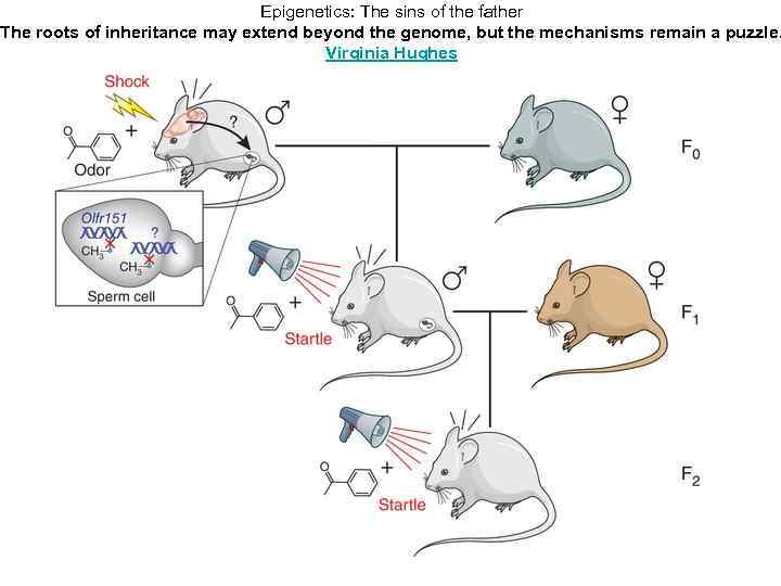 Epigenetics: The sins of the father The roots of inheritance may extend beyond the