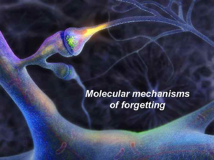 Molecular mechanisms of forgetting 