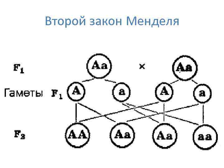 Закон расщепления схема