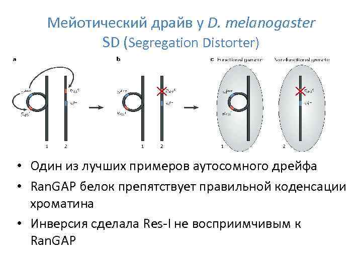 Мейотический драйв у D. melanogaster SD (Segregation Distorter) • Один из лучших примеров аутосомного