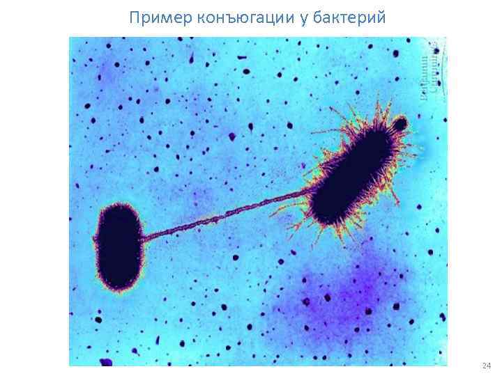Пример конъюгации у бактерий 24 