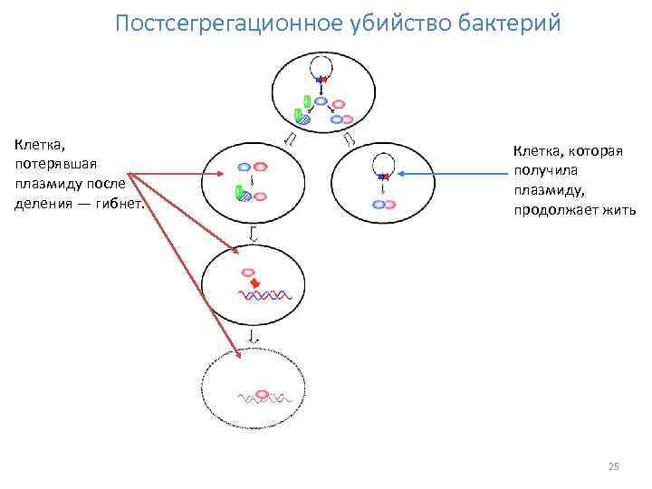 Постсегрегационное убийство бактерий Клетка, потерявшая плазмиду после деления — гибнет. Клетка, которая получила плазмиду,