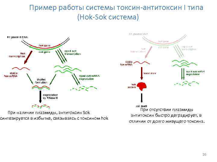 Пример работы системы токсин-антитоксин I типа (Hok-Sok система) При наличии плазмиды, антитоксин Sok синтезируется