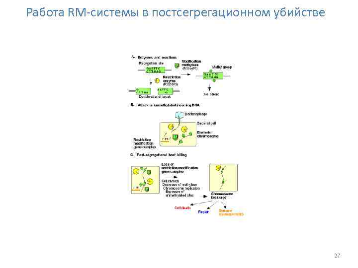 Работа RM-системы в постсегрегационном убийстве 27 