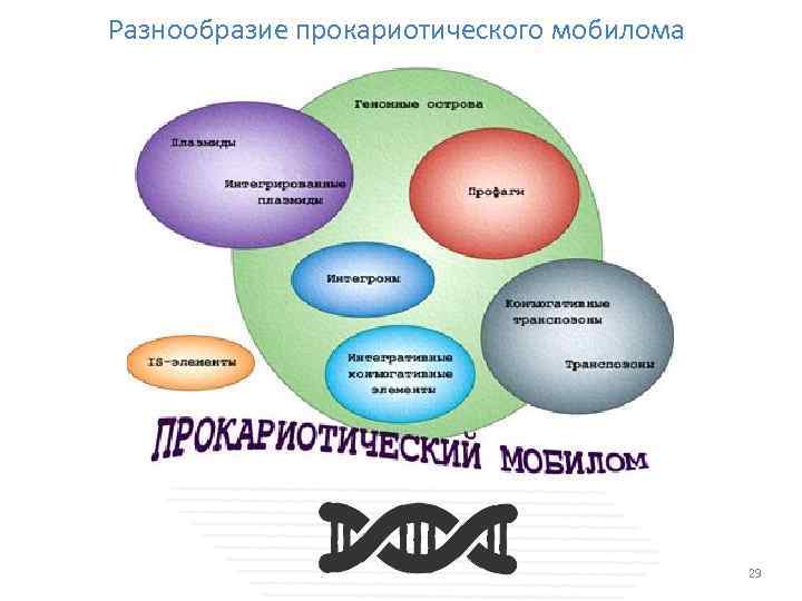 Разнообразие прокариотического мобилома 29 