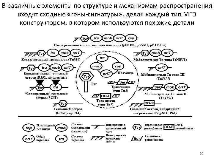 В различные элементы по структуре и механизмам распространения входят сходные «гены-сигнатуры» , делая каждый