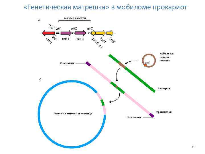  «Генетическая матрешка» в мобиломе прокариот 31 