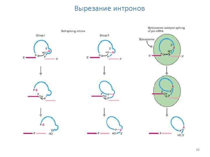 Вырезание интронов 33 