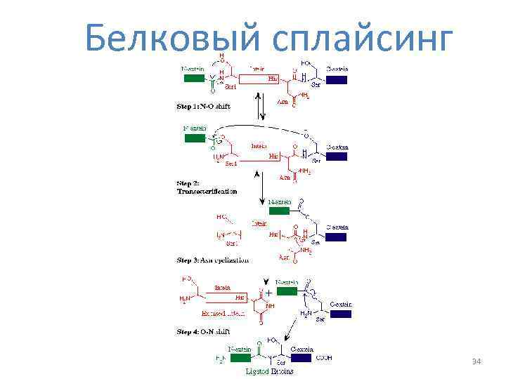 Белковый сплайсинг 34 