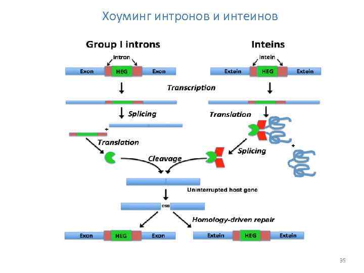 Хоуминг интронов и интеинов 35 