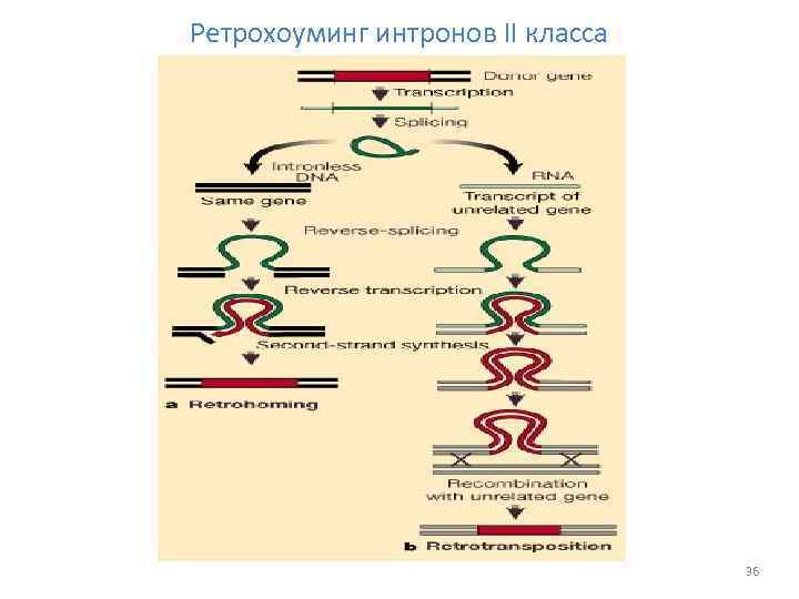 Ретрохоуминг интронов II класса 36 