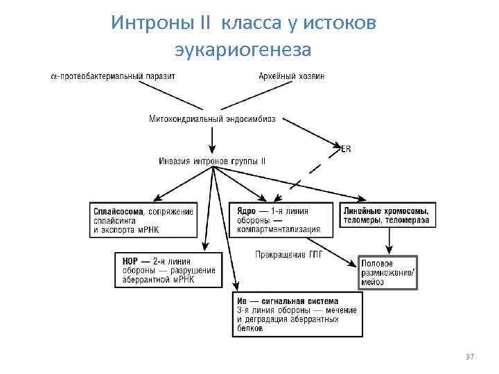 Интроны II класса у истоков эукариогенеза 37 