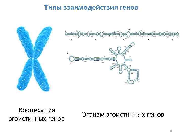 Типы взаимодействия генов Кооперация эгоистичных генов Эгоизм эгоистичных генов 5 