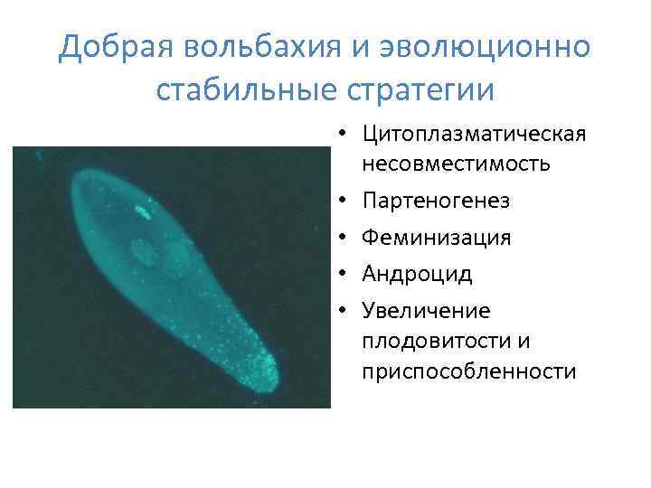 Добрая вольбахия и эволюционно стабильные стратегии • Цитоплазматическая несовместимость • Партеногенез • Феминизация •