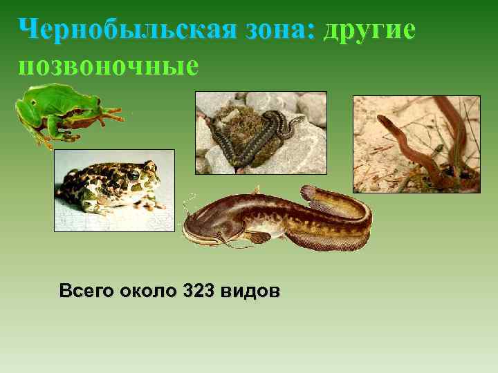 Чернобыльская зона: другие позвоночные Всего около 323 видов 