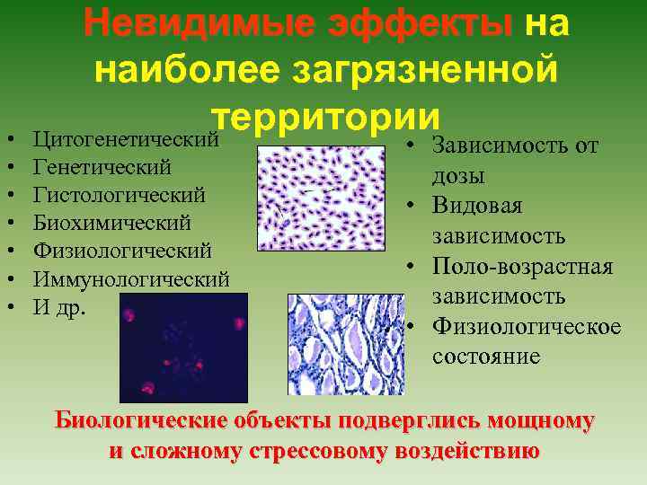  • • Невидимые эффекты на наиболее загрязненной территории Цитогенетический Гистологический Биохимический Физиологический Иммунологический