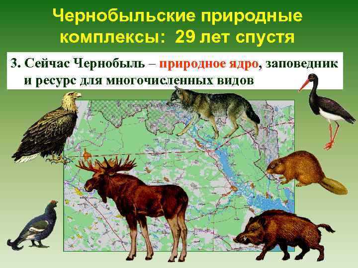 Чернобыльские природные комплексы: 29 лет спустя 3. Сейчас Чернобыль – природное ядро, заповедник ядро