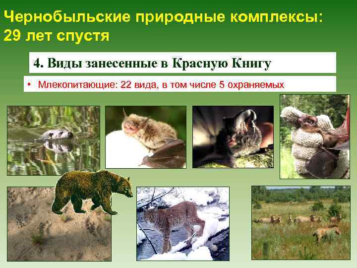 Чернобыльские природные комплексы: 29 лет спустя 4. Виды занесенные в Красную Книгу • Млекопитающие: