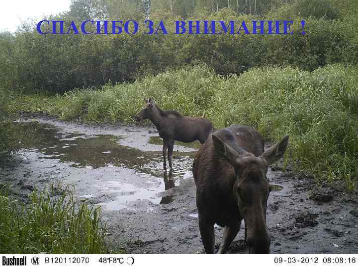 СПАСИБО ЗА ВНИМАНИЕ ! 