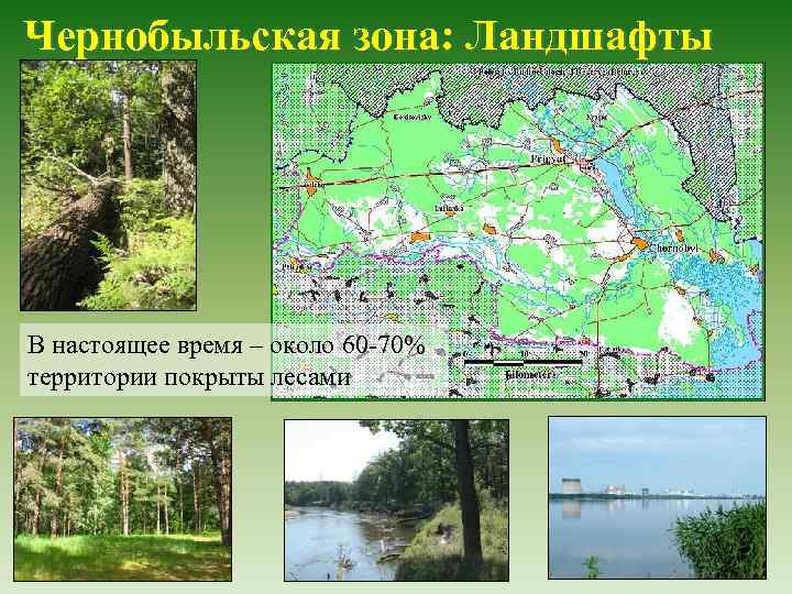 Чернобыльская зона: Ландшафты В настоящее время – около 60 -70% территории покрыты лесами 