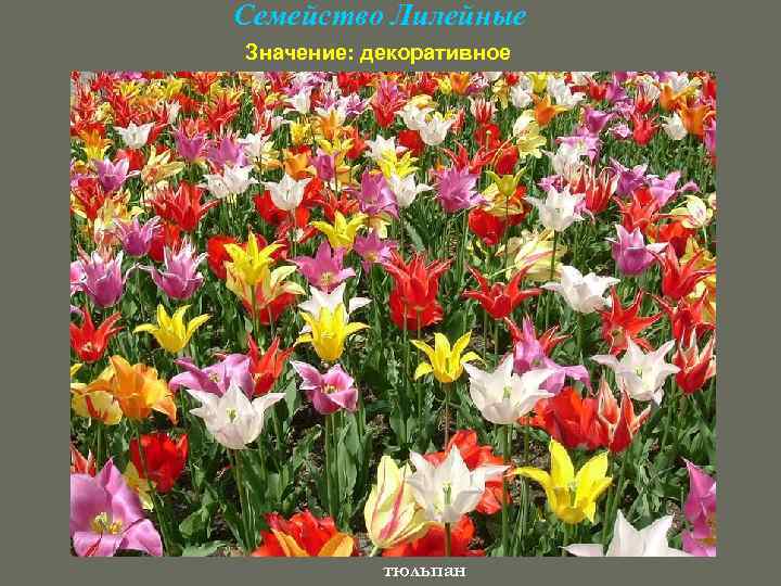 Семейство Лилейные Значение: декоративное тюльпан 
