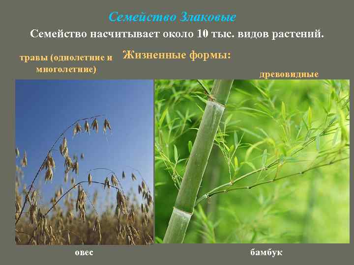 Семейство Злаковые Семейство насчитывает около 10 тыс. видов растений. травы (однолетние и многолетние) овес