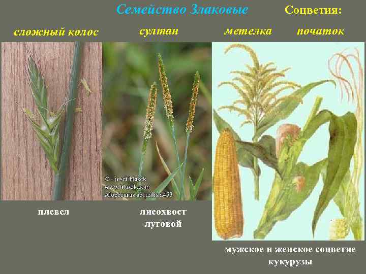 Семейство Злаковые сложный колос плевел султан метелка Соцветия: початок лисохвост луговой мужское и женское