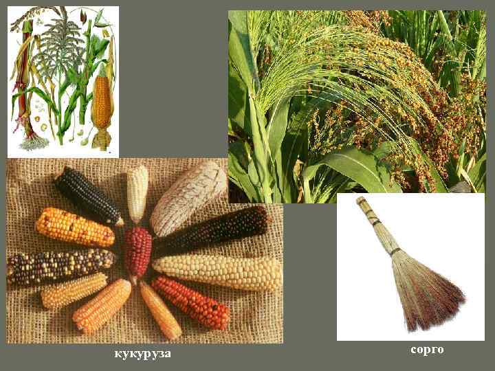 кукуруза сорго 